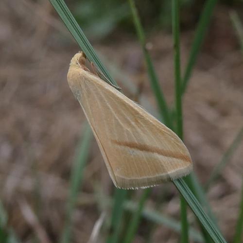Rhodometra sacraria